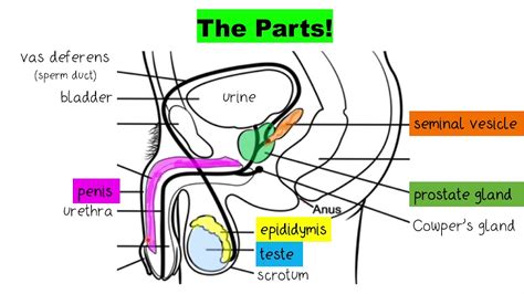 big peñis|Illustration Picture of Male Organs .